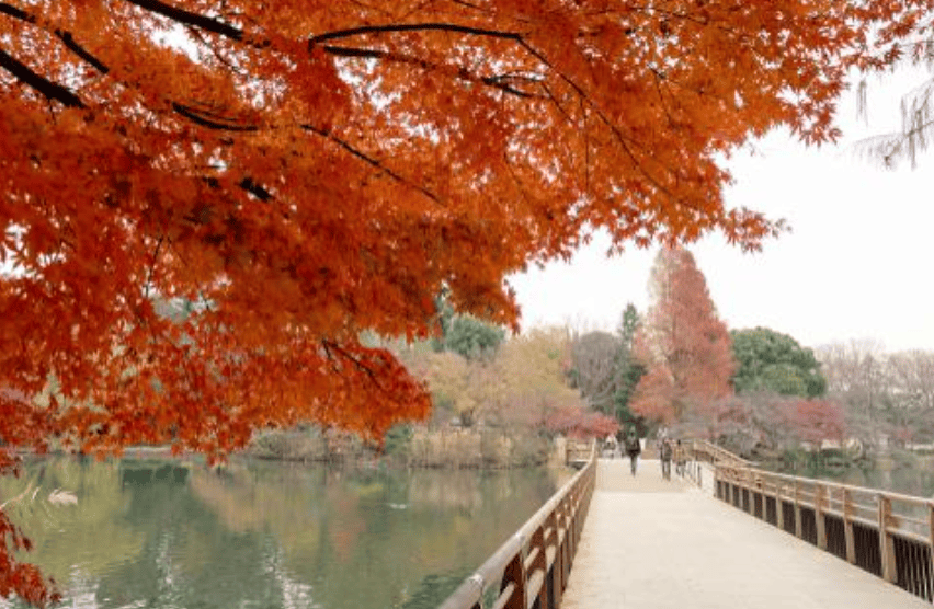 日本紅葉｜6. 井之頭恩賜公園